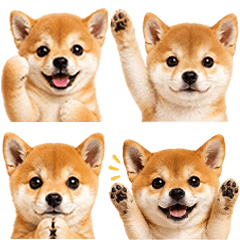 超ちいさい♡ほんわか柴犬 しばいぬ シバ