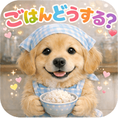 Golden Retriever family contact n p