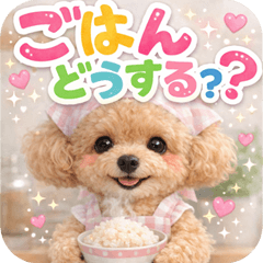 Toy poodle family contact np