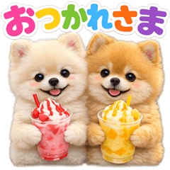 Pomeranian everyday life np