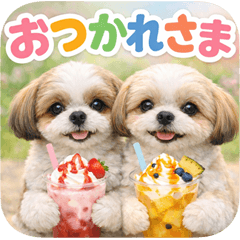Shih Tzu everyday life np