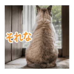Rumikichineisan_20260729110453