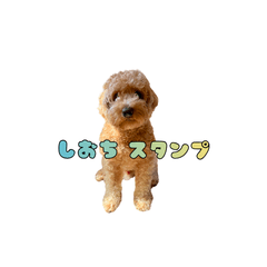 SHIOCHI_DAILY