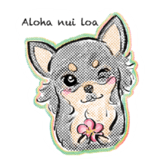 Everyday dog - Cute Chihuahua