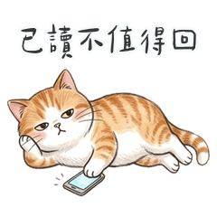 QQQQQQQQQQQQQginger cat1