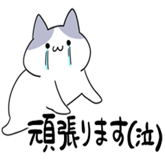 頑張るハチワレ