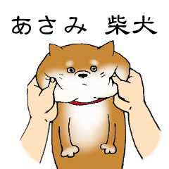 【あさみ】の柴犬