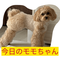 momo_20260729151016
