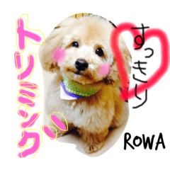 ROWA_toy poodle