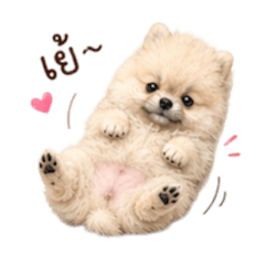 nene : Pomeranian
