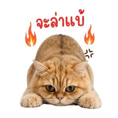 Uno Makub3(GenZ)