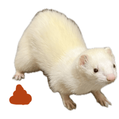 my ferret Draco