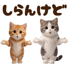 Move Cute Cats1