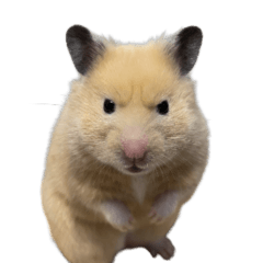 nurungi hamster