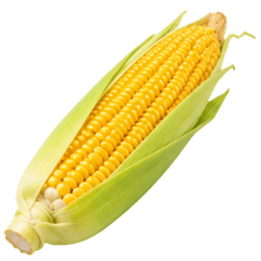 "Summer" / Munching on Corn