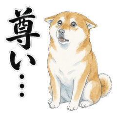 Otaku Shiba Inu Reactions