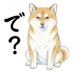 Sassy Shiba Inu aori