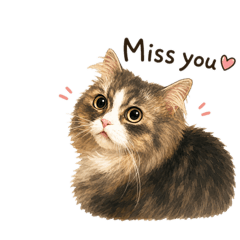 Fenty, the short  legged cat 2