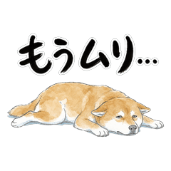Worn-out Shiba Inu