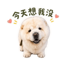 bandong the chow