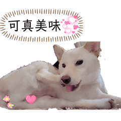 小鼻鼻的表情包