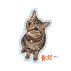 小笨咪