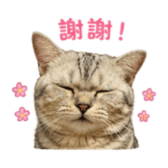 不同表情與文字的可愛喵喵