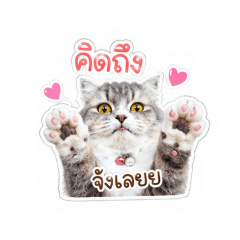 pannee_20260523114541