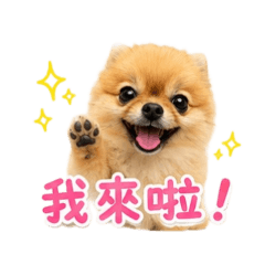 金莎寶貝