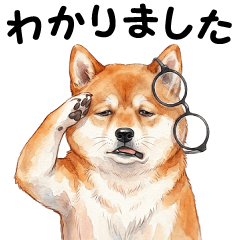 Daily Life of a Senior Shiba Inu