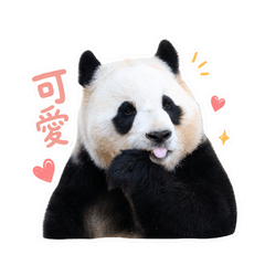 PANDA LOVE 720-3