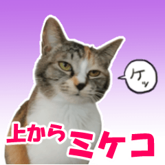 Mikeko is mikane cat
