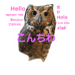 Owl san