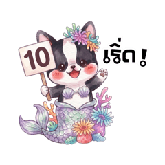 บอสตันเทอร์เรีย : เงือกน้อย