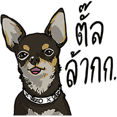 We are lovely pet
