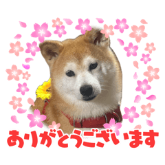 Shiba Inu Hana Stickers