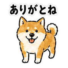 Tokachi Dialect Shiba Inu