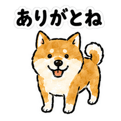 Kushiro Dialect Shiba Inu