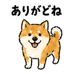 Ishinomaki Dialect Shiba Inu