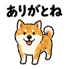Ashikaga Dialect Shiba Inu