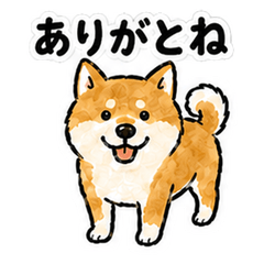 Itoigawa Dialect Shiba Inu