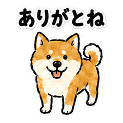 Kashiwazaki Dialect Shiba Inu