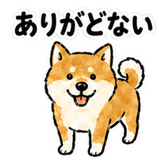 Shirakawa Dialect Shiba Inu