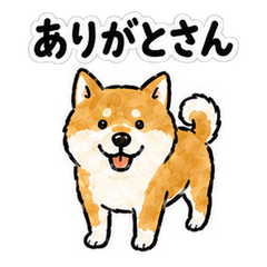 Kazuno Dialect Shiba Inu