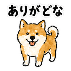 Yuri Dialect Shiba Inu