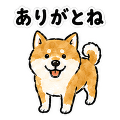 Tono Gifu Dialect Shiba Inu