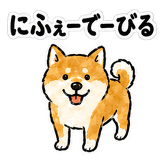 Kumejima Dialect Shiba Inu