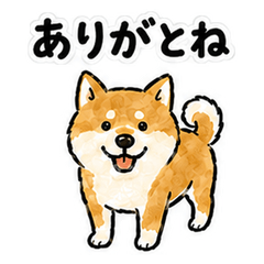 Chikuzen Dialect Shiba Inu