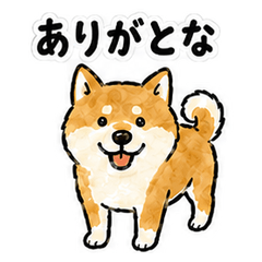 Hita Dialect Shiba Inu