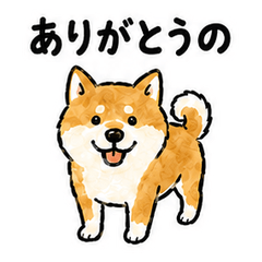 Iwakuni Dialect Shiba Inu